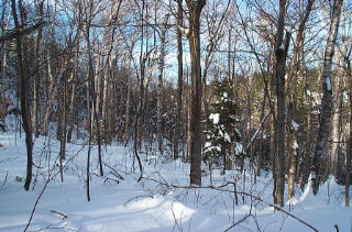 leanto site # 3